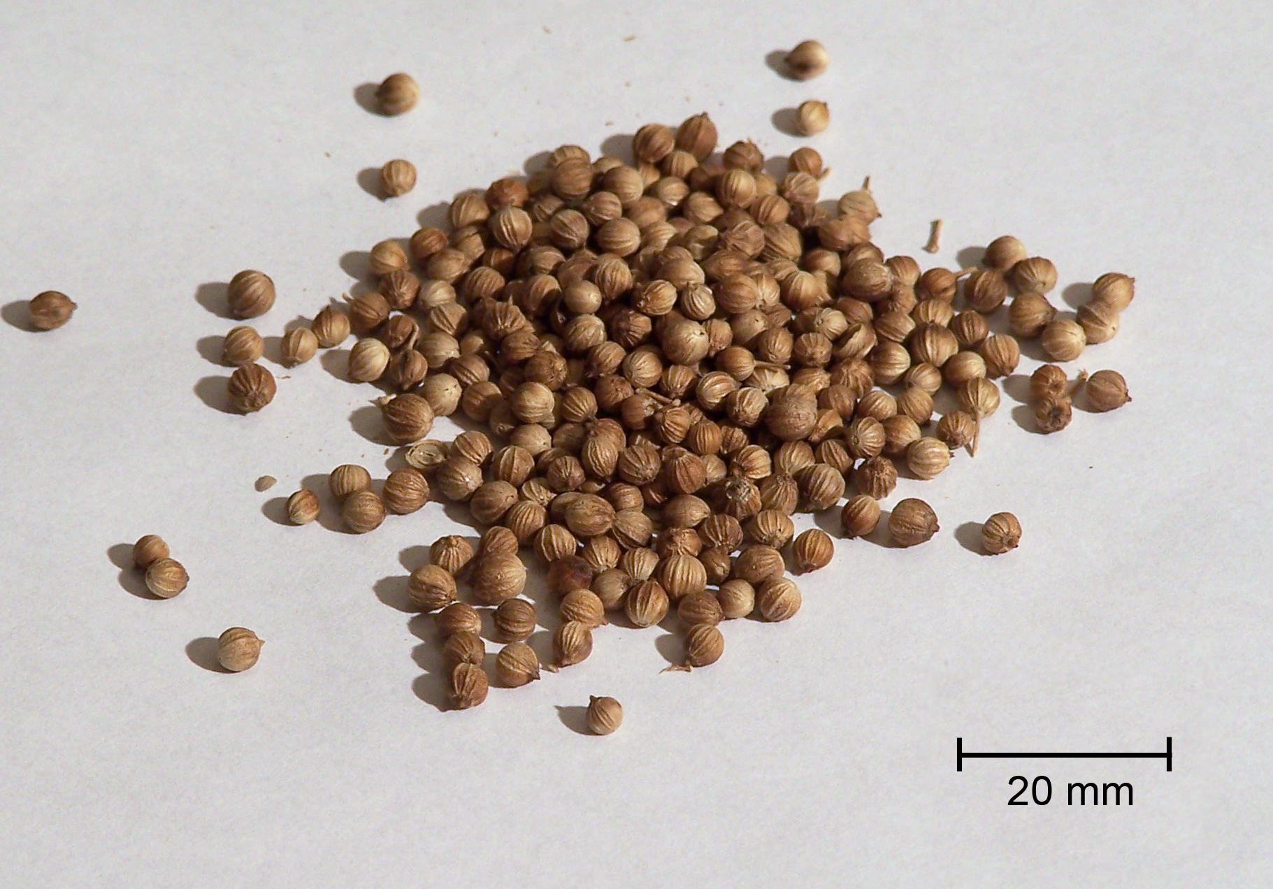 Coriander seed. According to the book of Exodus, manna is like a coriander seed that is white (this is explained by ancient commentaries as a comparison to the round shape of the coriander seed. Credit: The original uploader was Novalis at English Wikipedia Later versions were uploaded by Consequencefree at en.wikipedia. - [1], CC BY-SA 3.0, https://commons.wikimedia.org/w/index.php?curid=1468665