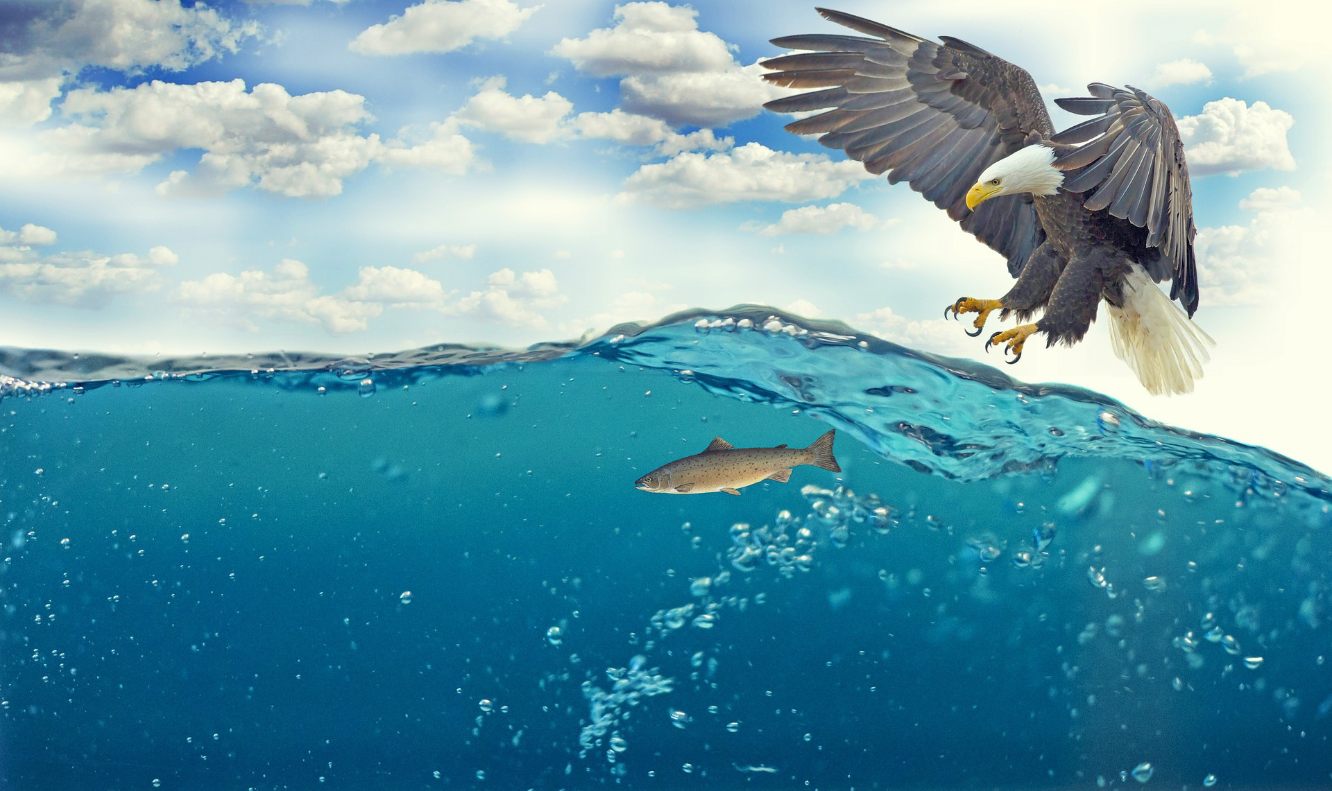 White-tailed eagle hunting fish. Credit pixabay.com.    