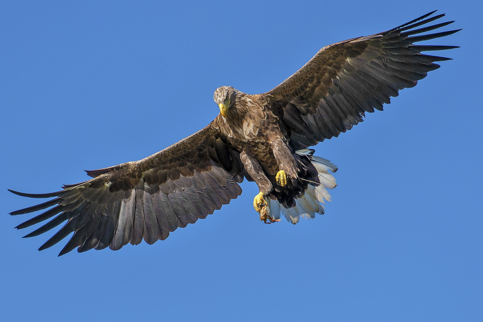 An eagle with prey clenched in its right claw. Credit pixabay.com.