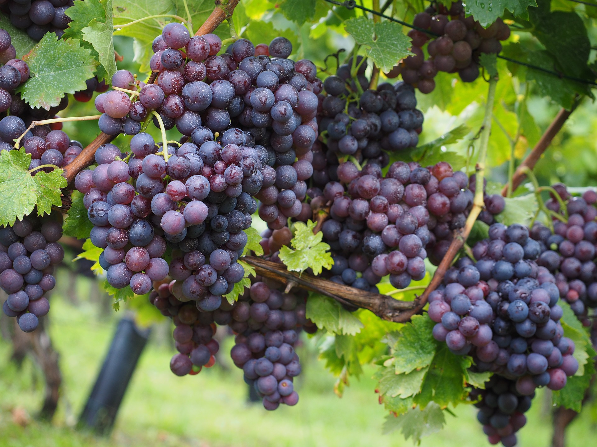 Grapes, the fruit of the vine. Credit image: pixabay.com. No attribution required.