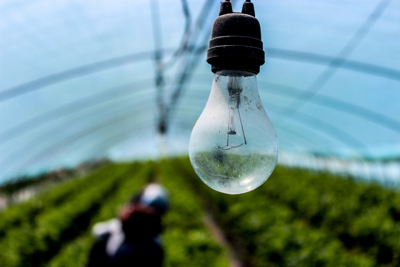 IMAGE: Typical incandescent light bulb used in a hothouse. Credit: pixabay.com